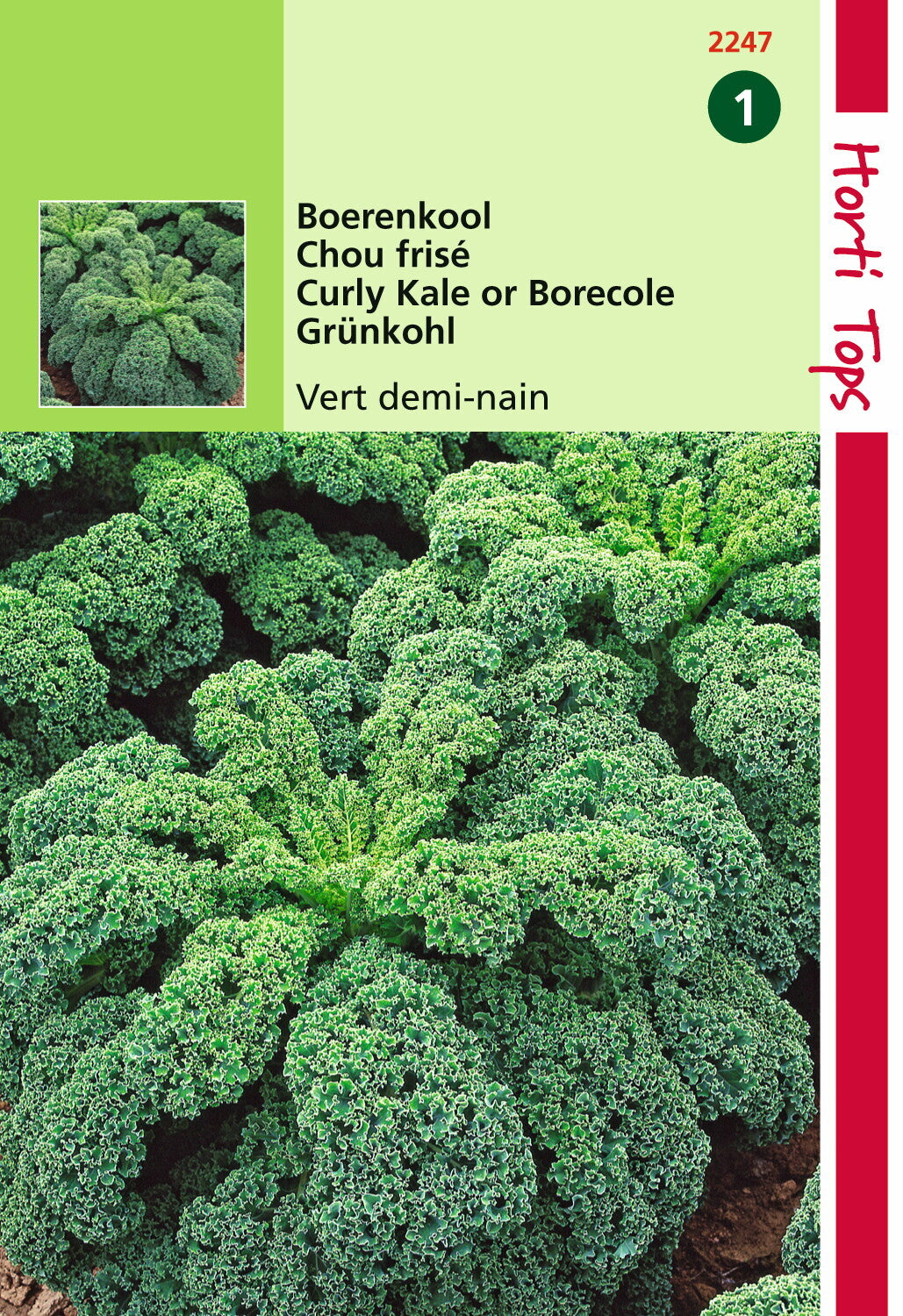 Boerenkool Vert Demi-Nain / Middelhoge Fijne Krul 3 gram