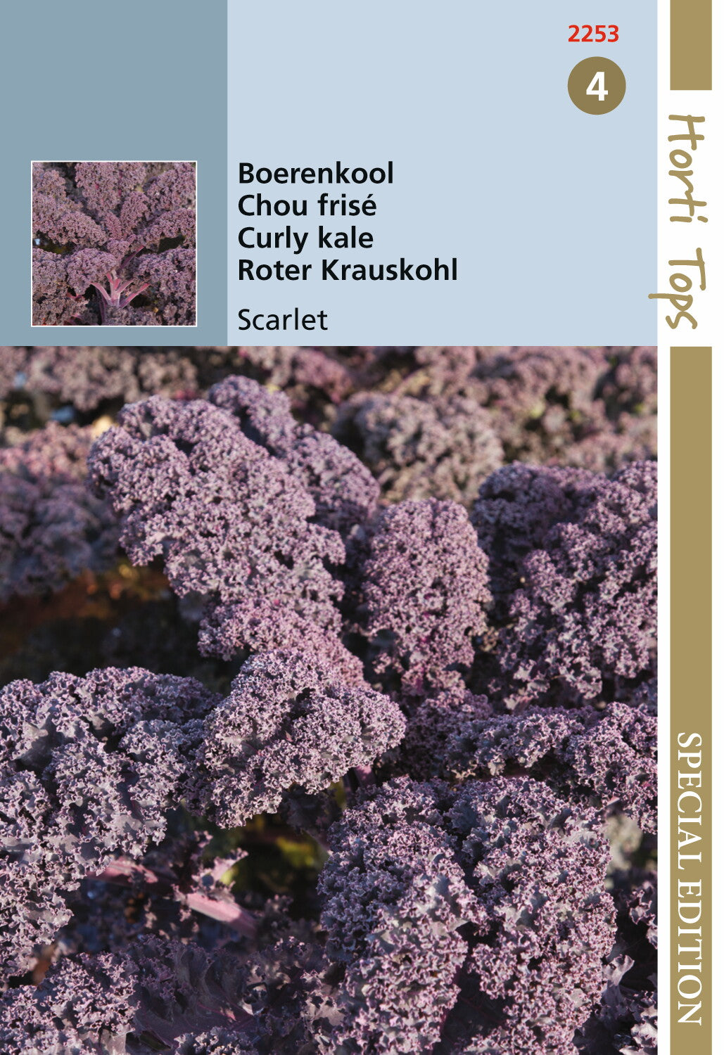 Chou frisé violet écarlate 2 grammes