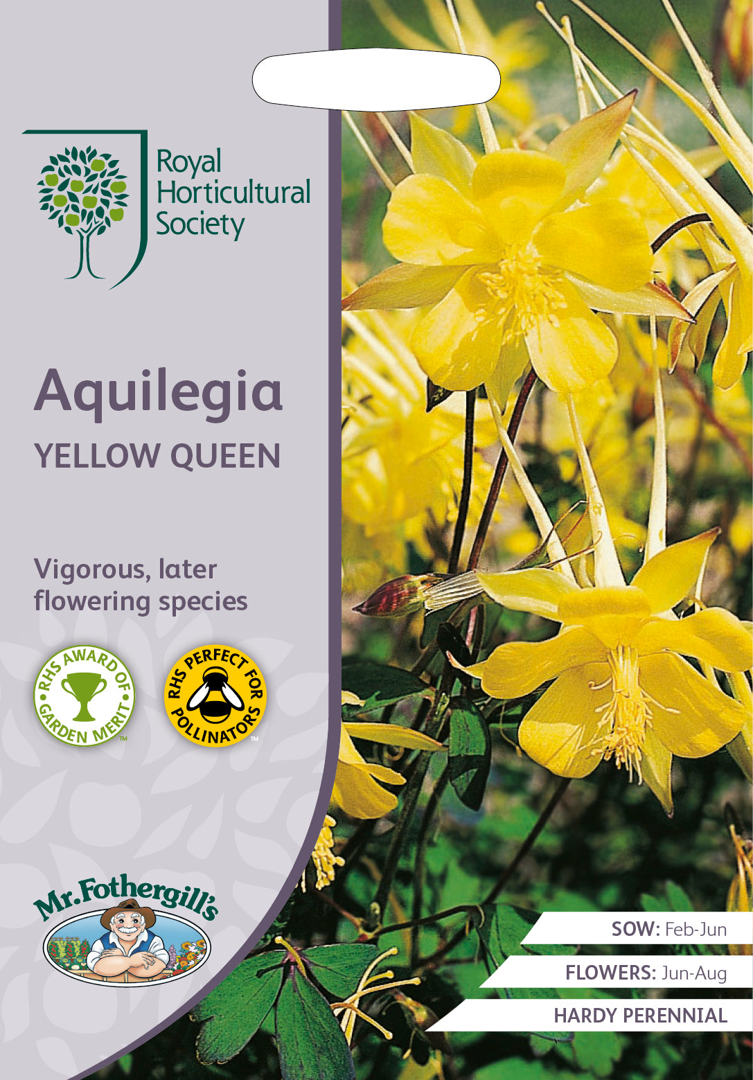 Columbine aquilegia chrysantha Yellow Queen – 150 Samen