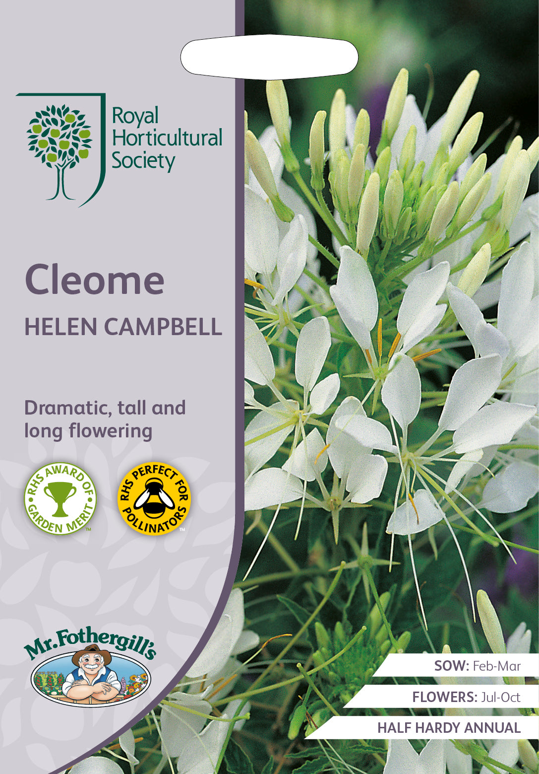 Katzenbart-Cleome hassleriana Helen Campbell – 250 Samen