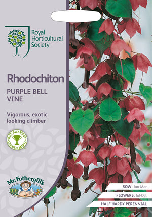 Purperklokje rhodochiton atrosanguineus Purple Bell Vine  -  15 Zaden