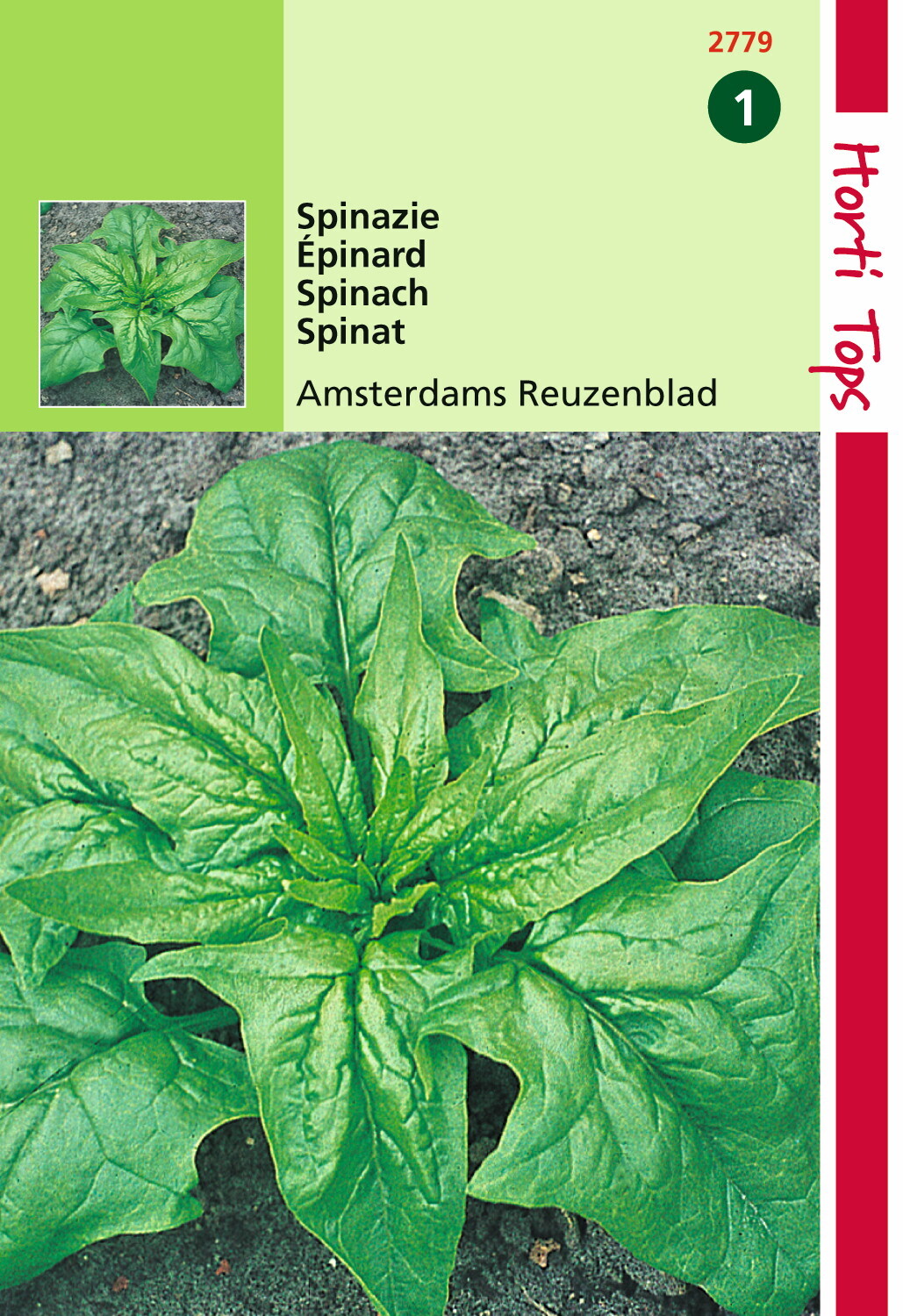 Épinards Amsterdam Giant Leaf Sharp Seed 15 grammes 15 grammes