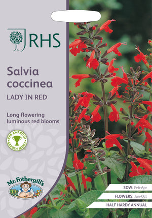 Perksalvia salvia coccinea Lady in Rot – 75 Samen