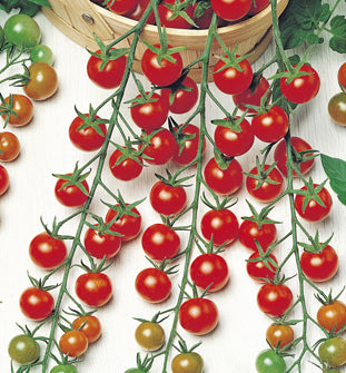 Tomate cerise rouge type Sweet F1 1 plante