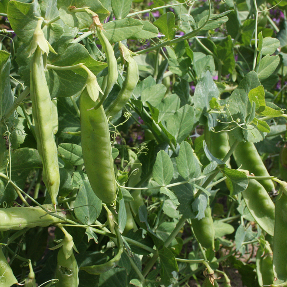Rice pod 'Sweet Horizon' BIO