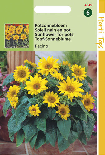 Zonnebloem Pacino te koop op Moestuinweetjes.com