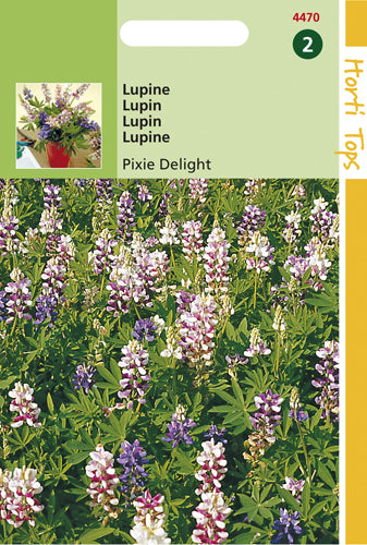 Lupinen Pixie Delight te koop op Moestuinweetjes.com