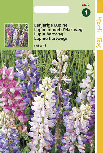 Lupinen Hartwegii te koop op Moestuinweestjes.com