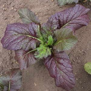 Moutarde en feuilles 'Red Giant' BIO