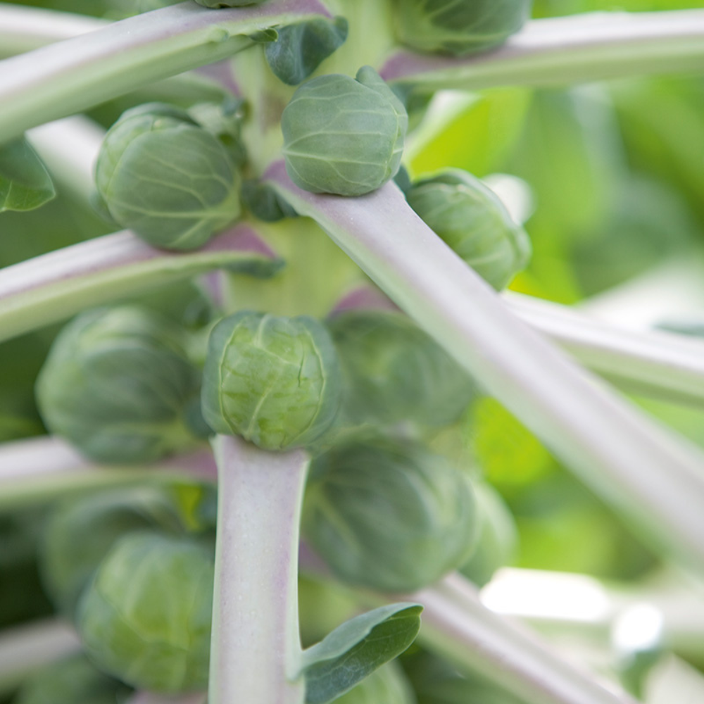 Brussels sprouts 'Irene F1' BIO