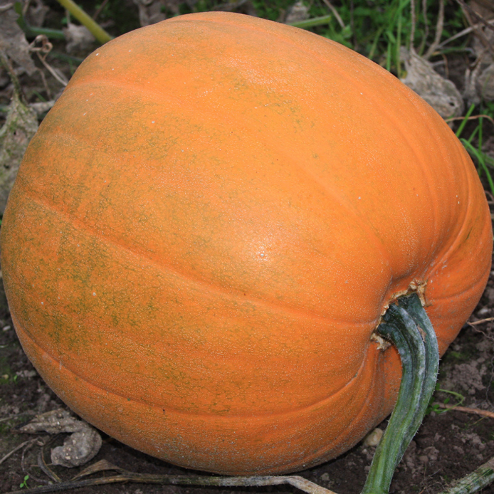 Citrouille d'Halloween 'Jack O'Lantern' BIO