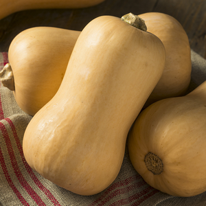 Flespompoen 'Butternut' BIO