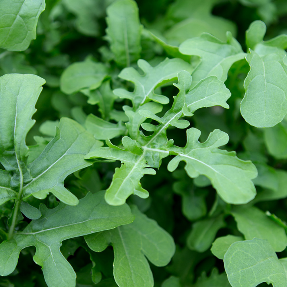 Rucola 'Esmée' BIO