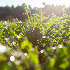 Rucola ‘Rochelle’ BIO