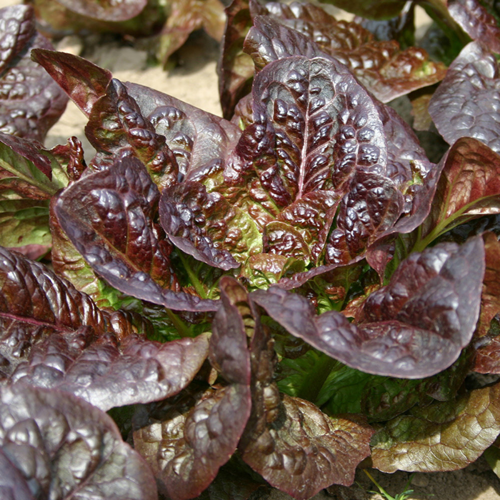 Laitue romaine 'Petit Lutin' BIO