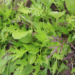 Mesclun 'Aziatisch' BIO