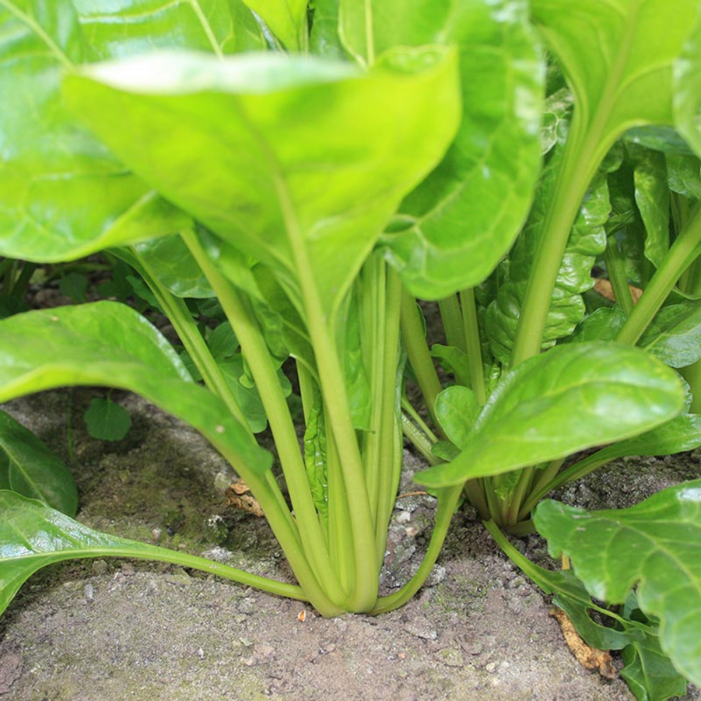 Snijbiet 'Groene Gewone' BIO