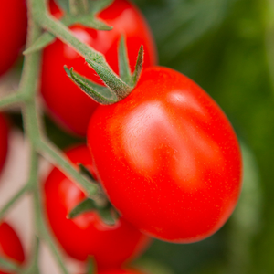 Mini tomate italienne 'Bolstar Baloe F1' BIO