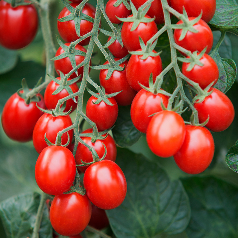 Mini tomate italienne 'Bolstar Baloe F1' BIO