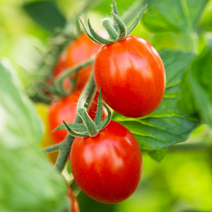 Mini tomate italienne 'Bolstar Baloe F1' BIO