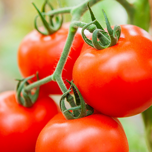 Tomate 'Bolstar Granda' BIO