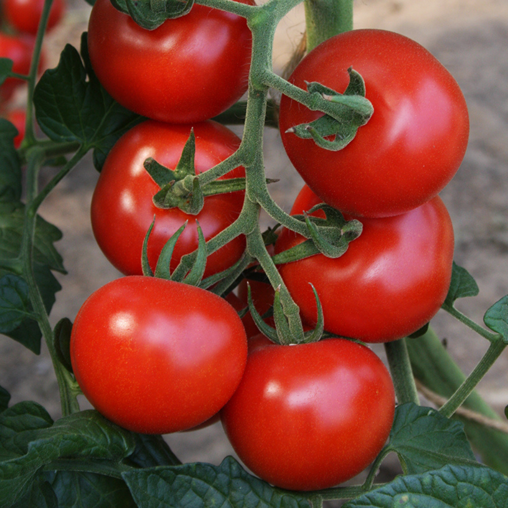 Tomate 'Bolstar Granda' BIO