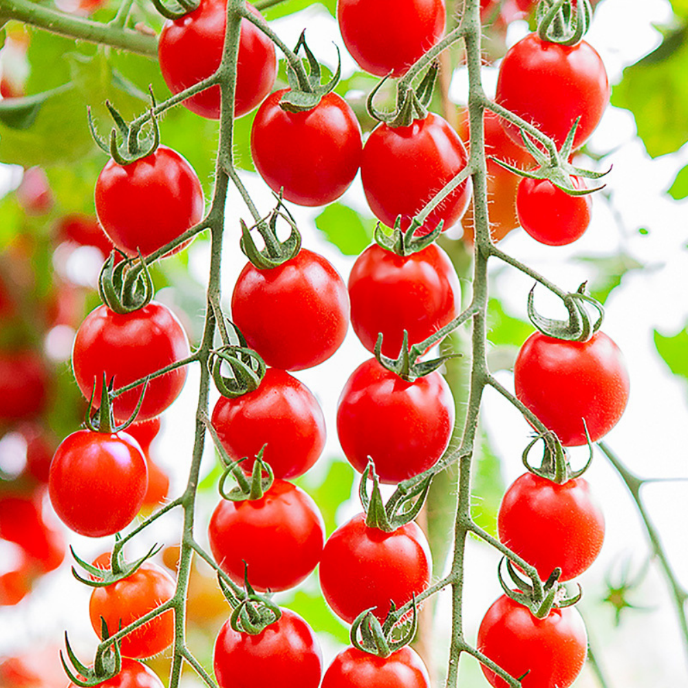 Tomate 'Bolstar Granda' BIO