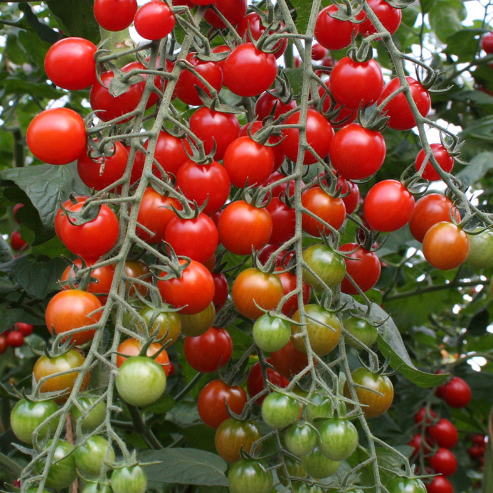 Tomate 'Bolstar Granda' BIO