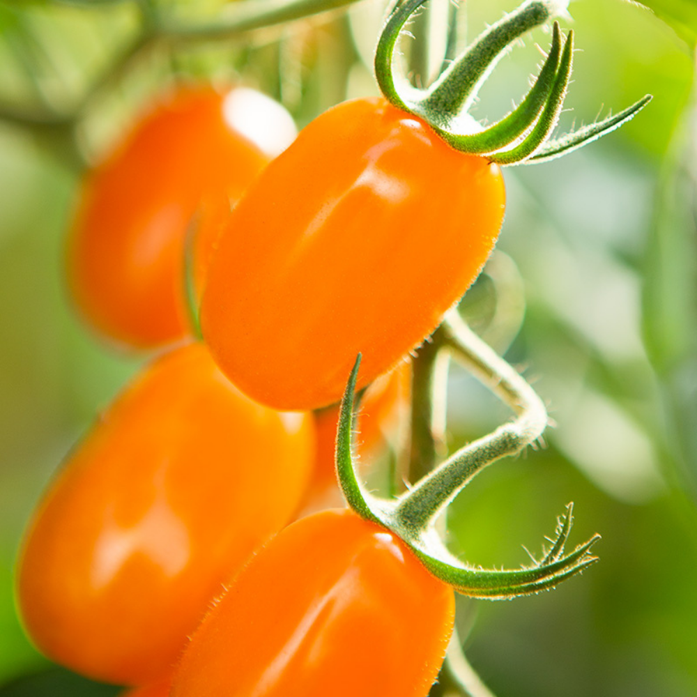 Snack tomate 'Ormato' BIO