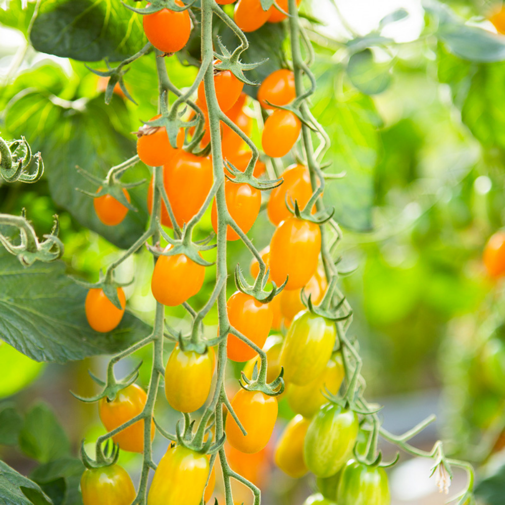 Snack tomate 'Ormato' BIO