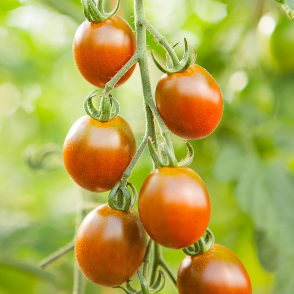 Tomate cerise 'Bronzy' BIO