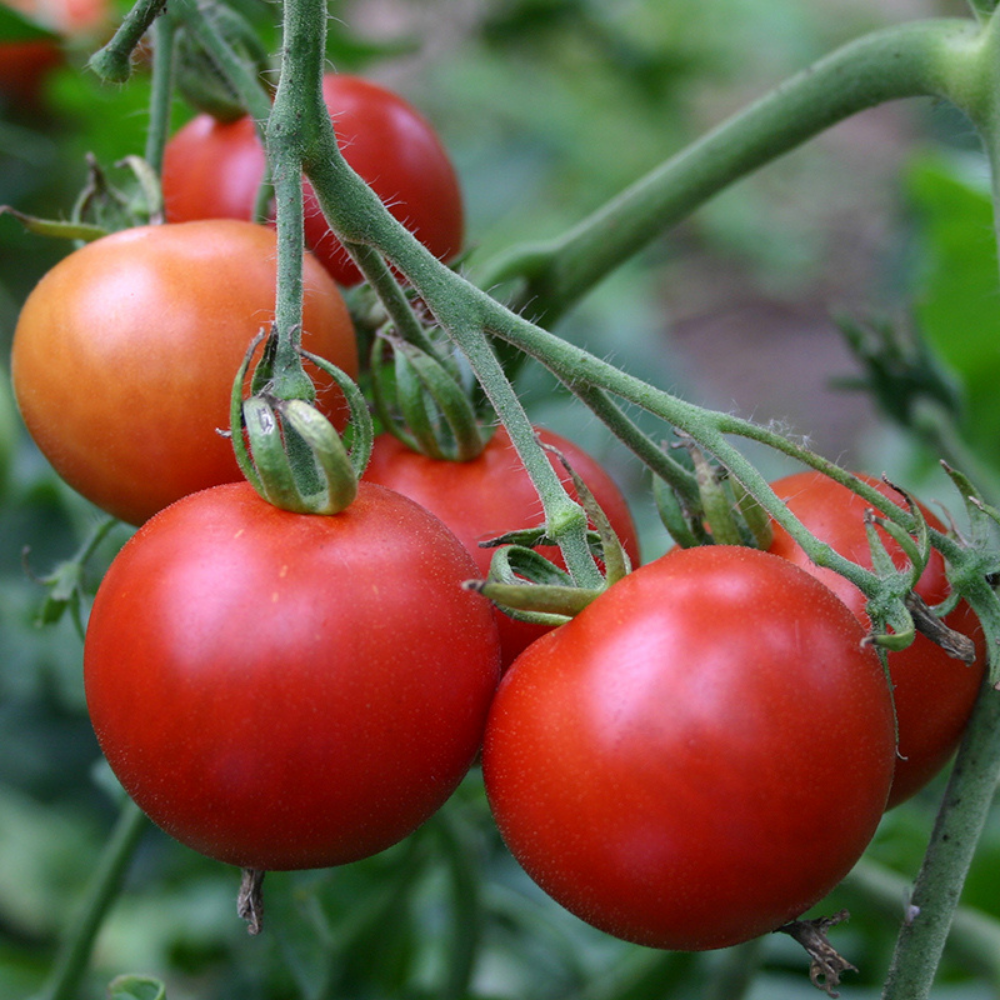 Tomate 'Matina' BIO