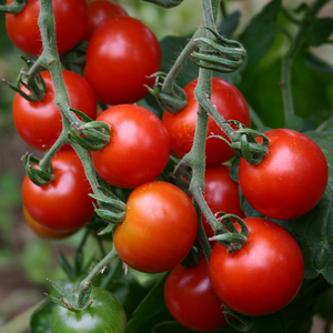 Tomate cerise 'Zuckertraube' BIO