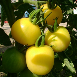 Tomate 'Mirabelle Blanche' BIO