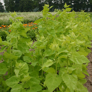 Tuinmelde - lichtgroen BIO