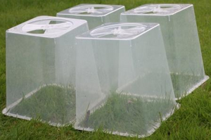 Quadgrow Schutzkappen durchscheinend 27 cm hoch mit Belüftung 