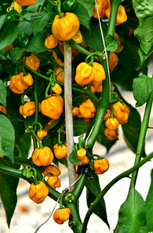 Chilligrow-Zuchtset – 2-mal mehr Paprika als in normalen Töpfen