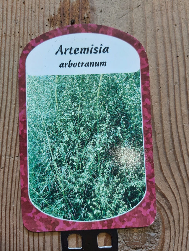 'Colakruid' 'Citroenkruid' in 9 cm pot Artemisia abrotanum