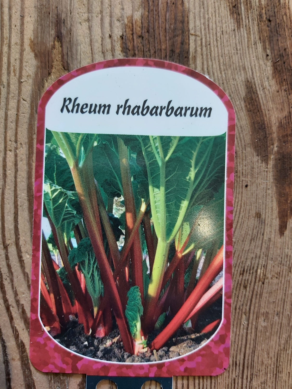 Rhubarbe (rouge) Rheum rhabarbarum - en pot de 10,5 cm