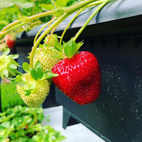 Paquet de fraises 3 contenants, plantes et tout le matériel de culture (sans support BATO)