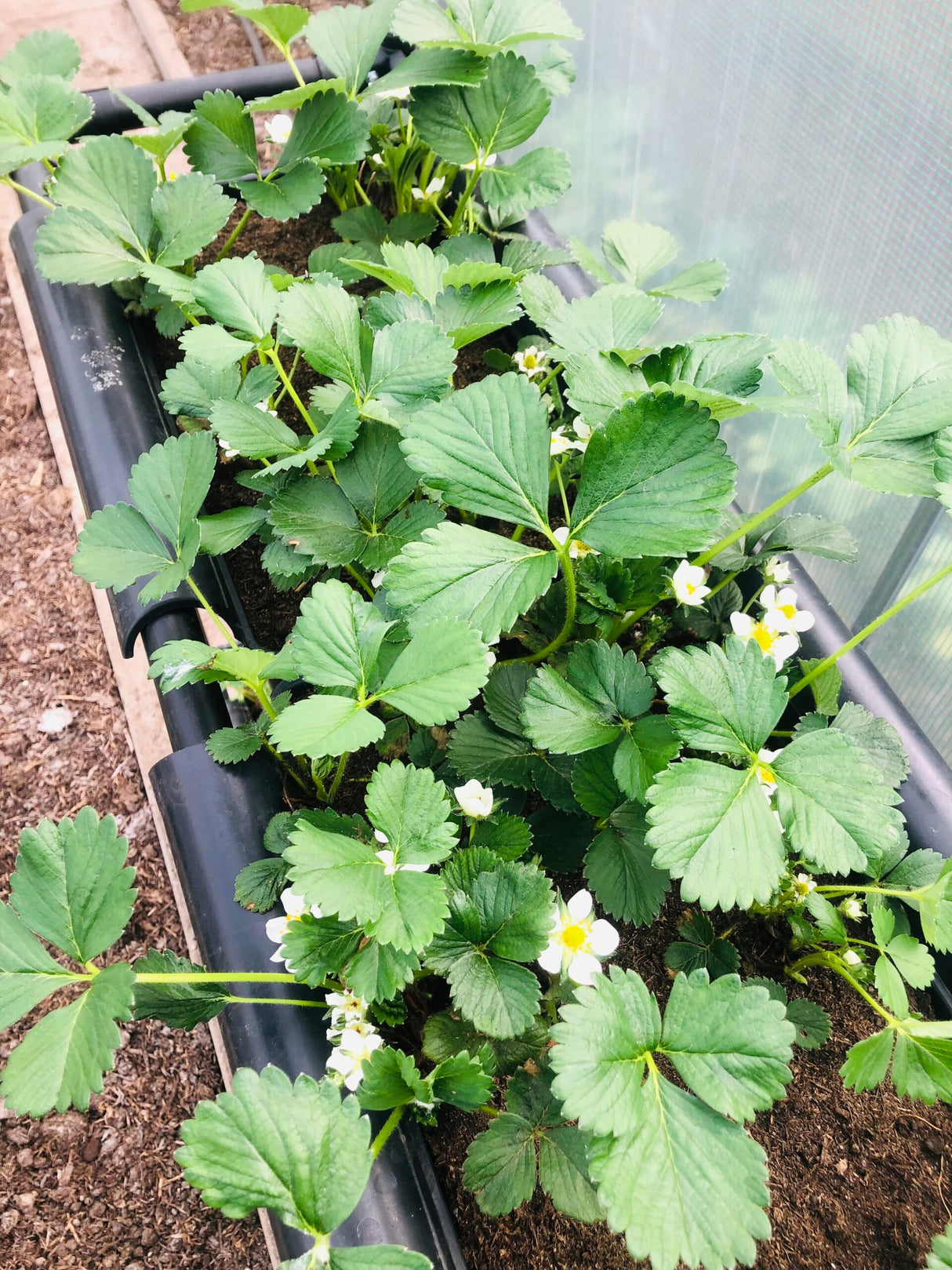 Paquet de fraises 3 contenants, plantes et tout le matériel de culture (sans support BATO)