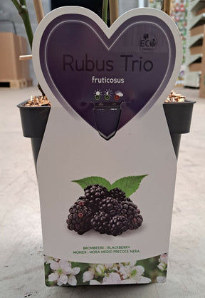 Trio kleinfruit bramen - 3 soorten bramenstruiken in 1 pot - Plukkers.com