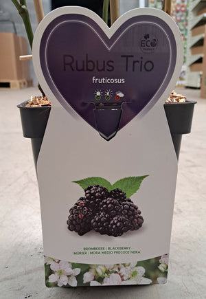 Trio de Mûres à petits fruits - 3 types de Mûres dans 1 pot pour des fruits tout l'été 