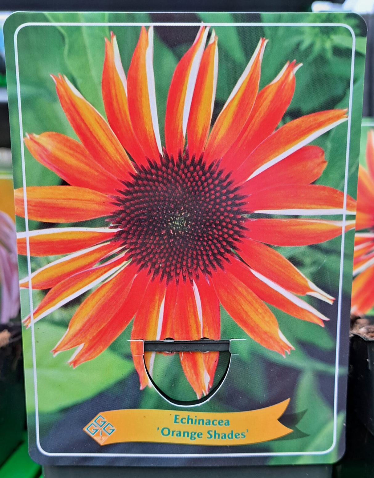 Echinacea CONHAT 'Orange Damages' im P11-Topf - 1 Pflanze