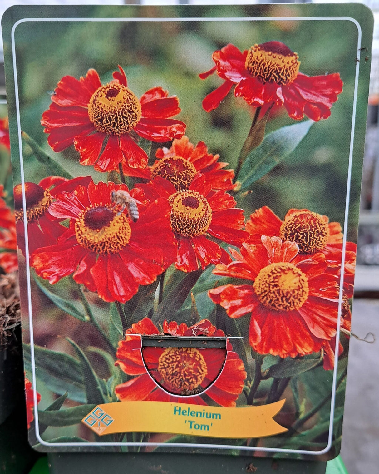 Helenium SUNHERB 'Tom' im P11-Topf - 1 Pflanze