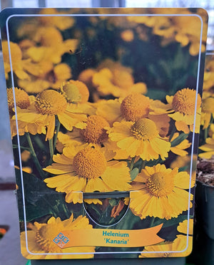 Helenium ZONNEKRUID 'Kanaria' in p11 pot - 1 plant