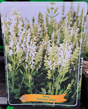 Salvia FOREST SAGE 'Sensation White' en pot p11 - 1 plante