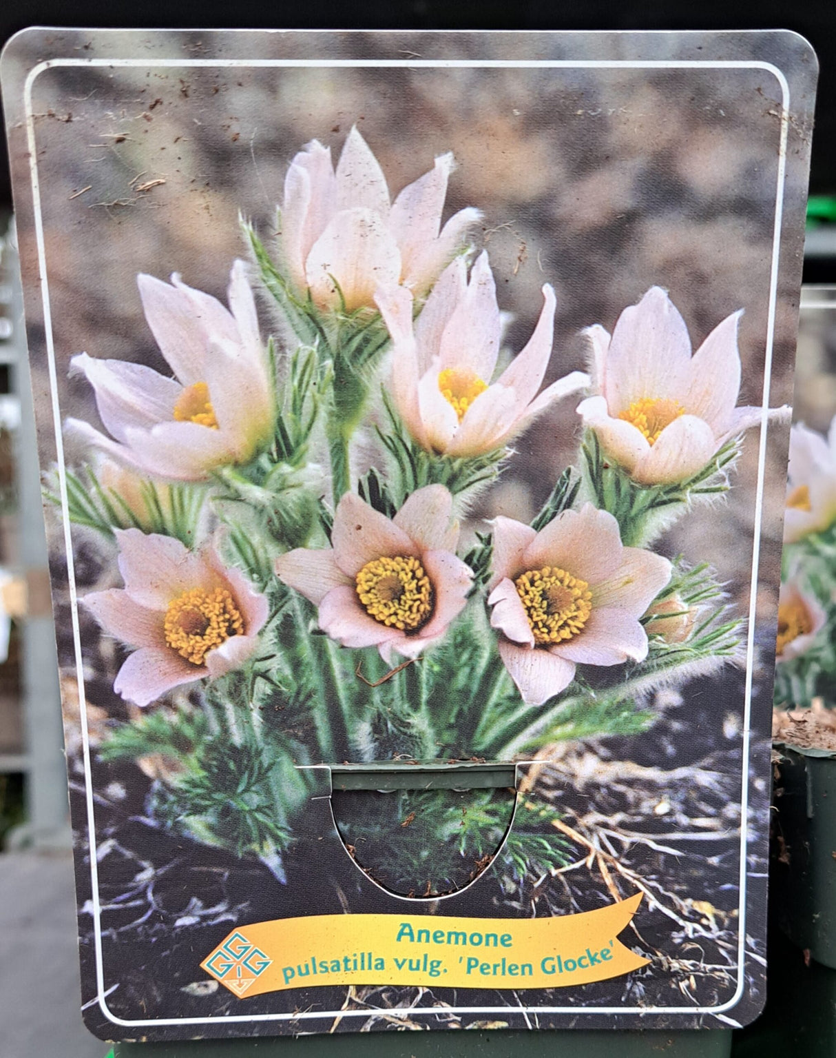 Anemone pulsatilla vulg. WILDEMANSKRUID 'Perlen Glocke' in p11 pot - 1 plant