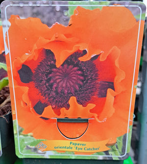 Papaver orientale 'Eye Catcher' in p11 pot - 1 plant