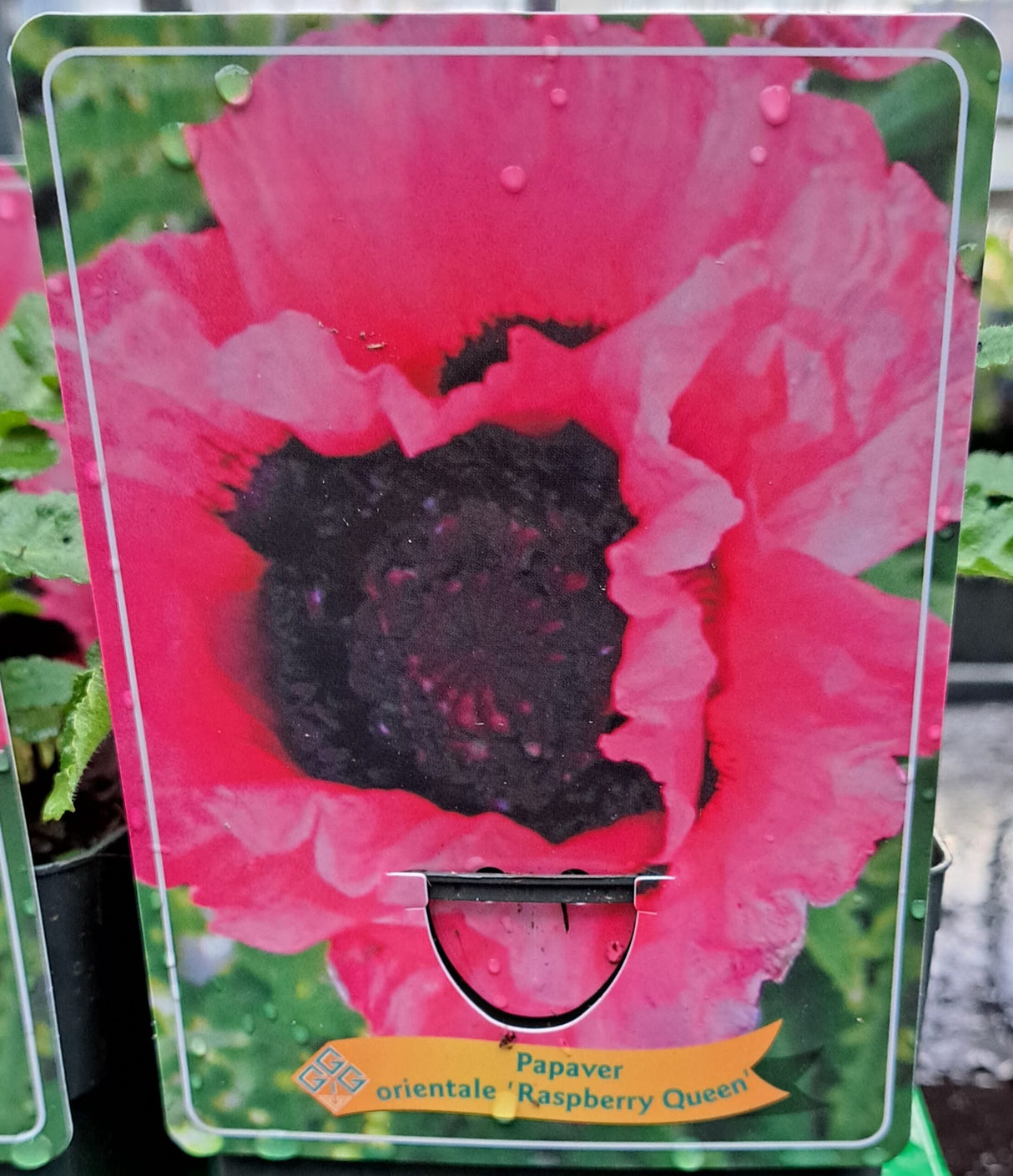 Papaver orientale 'Raspberry Queen' en pot p11 - 1 plante